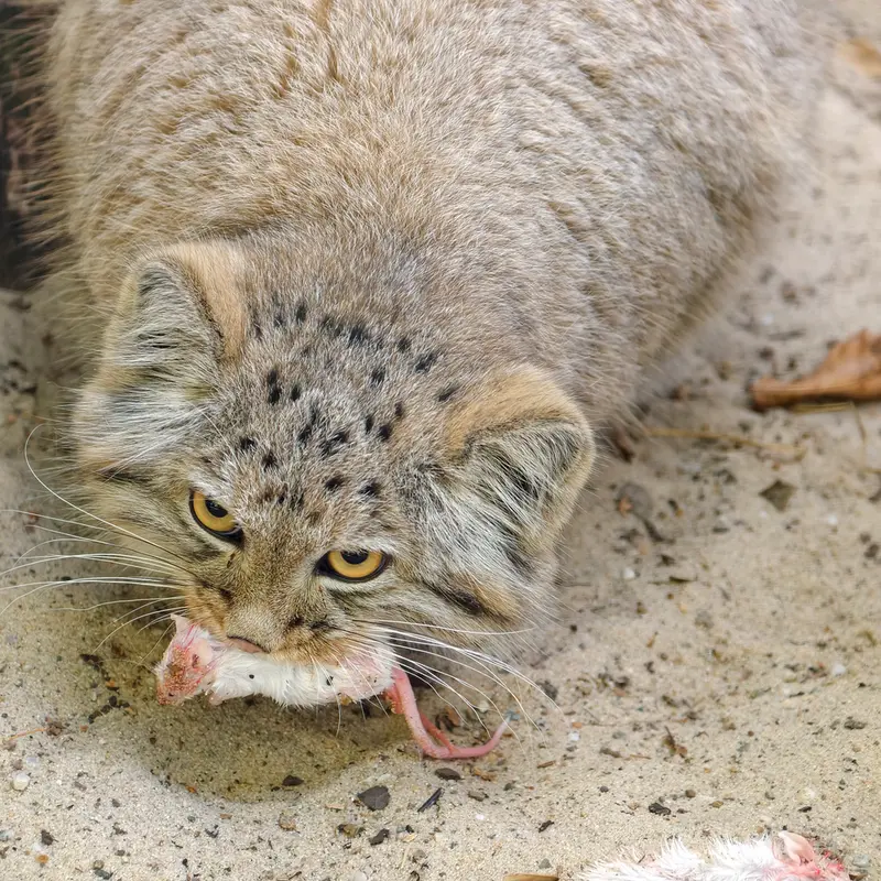 コシツェ動物園のアラニの子（2026年生まれ）Ⅱの写真