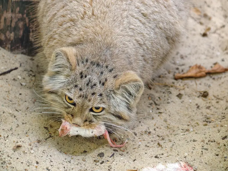 コシツェ動物園のアラニの子（2026年生まれ）Ⅱの写真