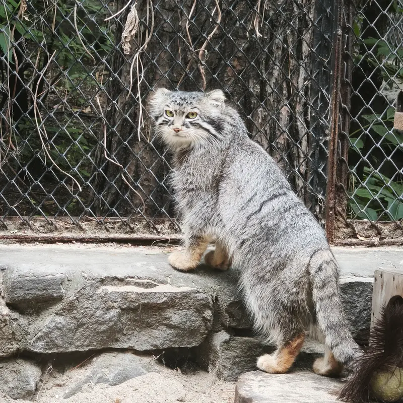 ノヴォシビルスク動物園のルフの写真