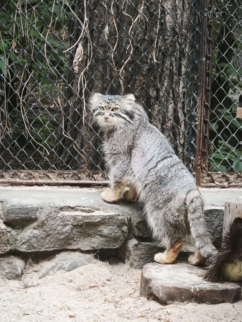 ノヴォシビルスク動物園のルフの写真