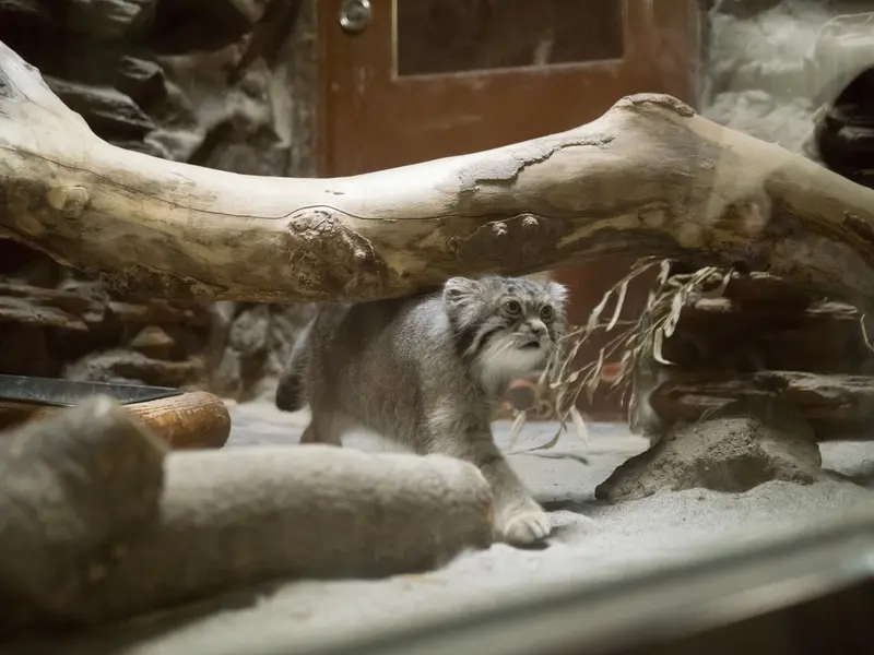 恩賜上野動物園のクリョンの写真