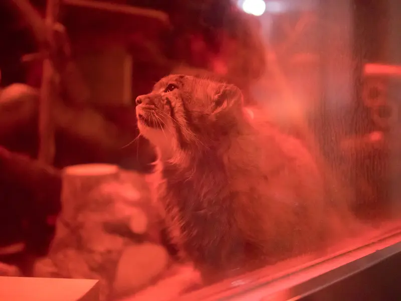 恩賜上野動物園のナイマの写真