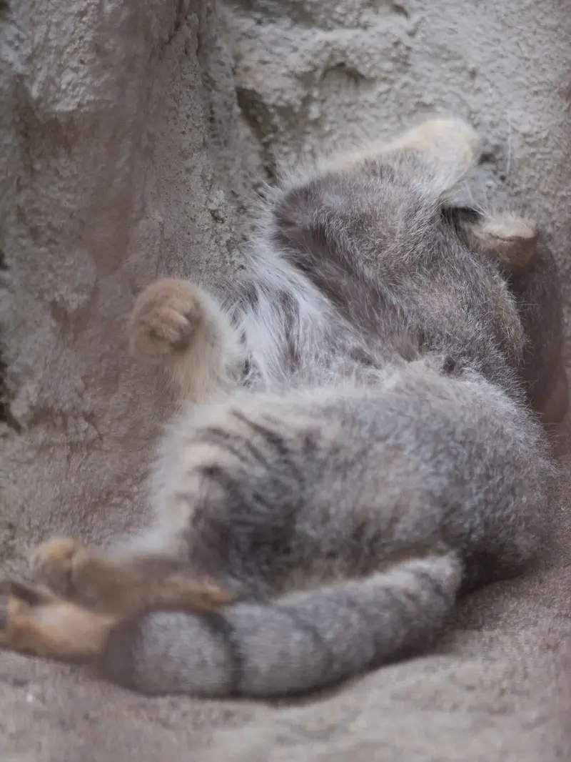 野毛山動物園のフィーガの写真