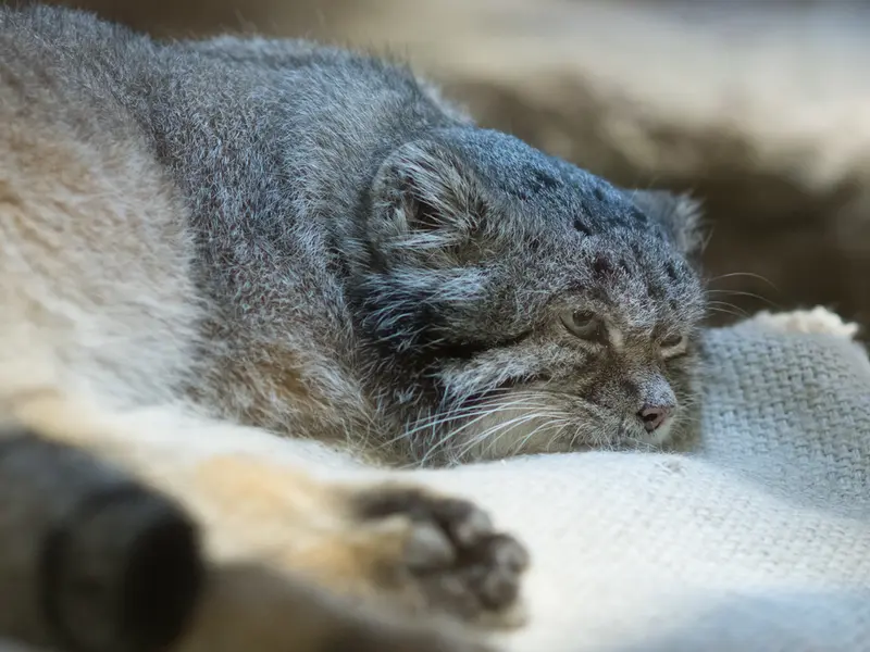 恩賜上野動物園のクリョンの写真