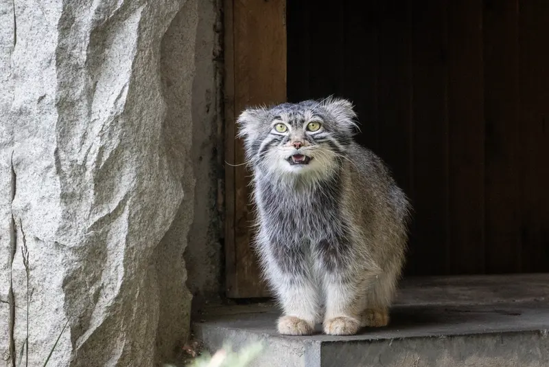 モスクワ動物園のティモフェイの写真