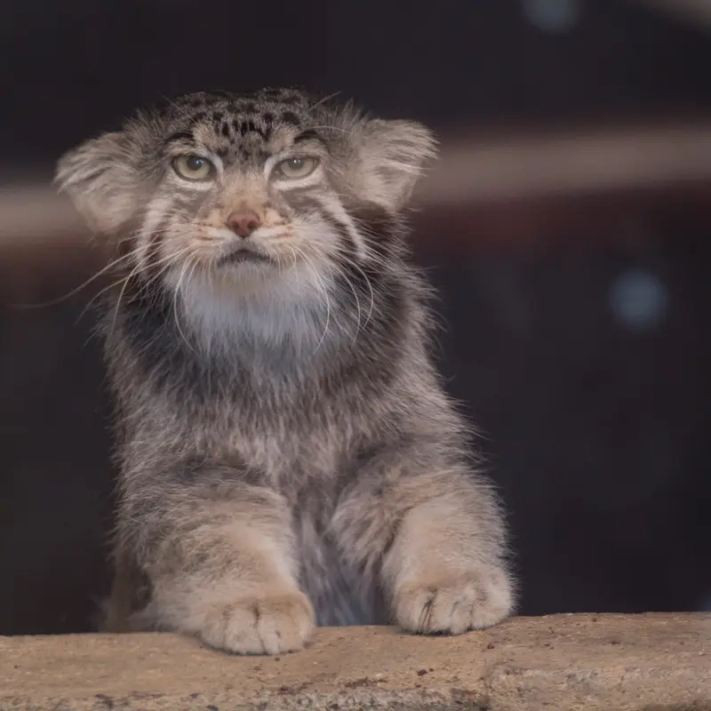 神戸市立王子動物園のイーリスの写真