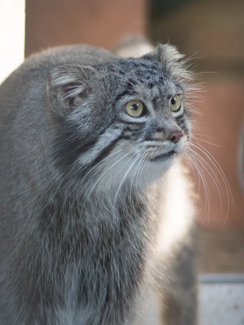 野毛山動物園のフィーガの写真