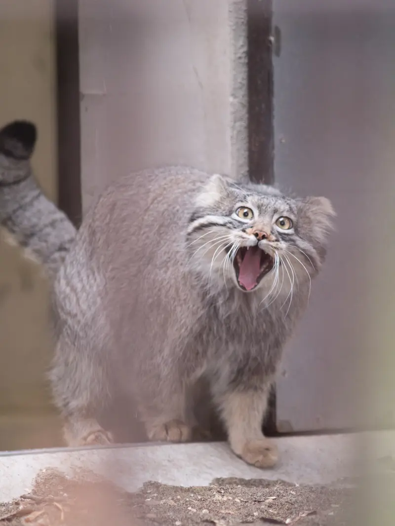 野毛山動物園のフィーガの写真