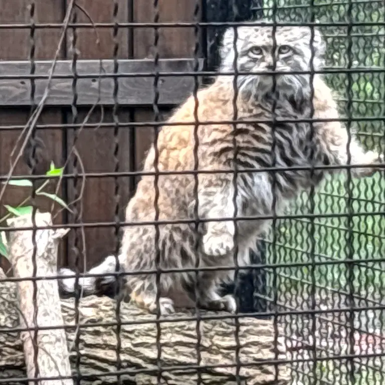 ワルシャワ動物園のジェシーの写真