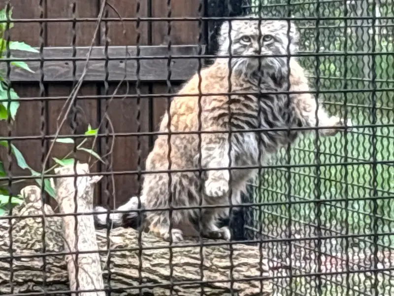 ワルシャワ動物園のジェシーの写真