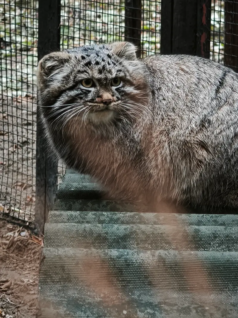 ノヴォシビルスク動物園のアデルの息子（2026年生まれ）Ⅰの写真