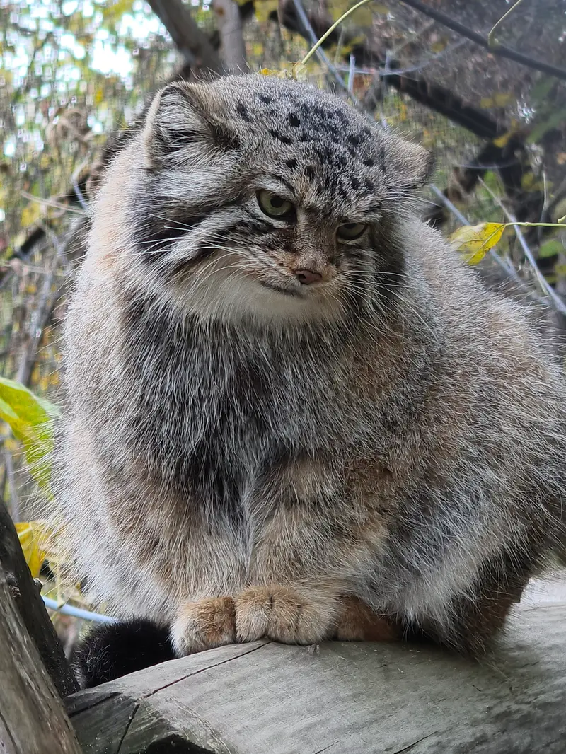 ノヴォシビルスク動物園のイヴの写真
