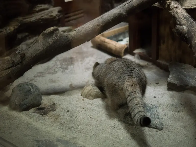 恩賜上野動物園のプリームラの写真