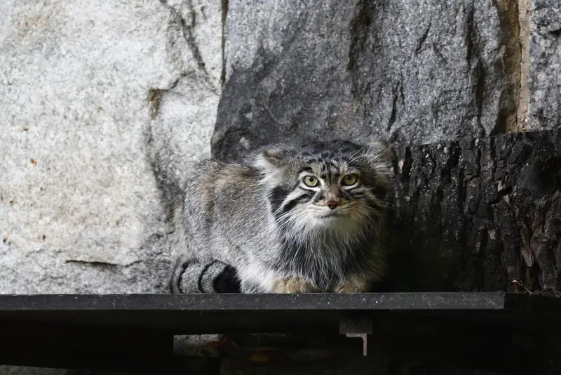 モスクワ動物園のティモフェイの写真