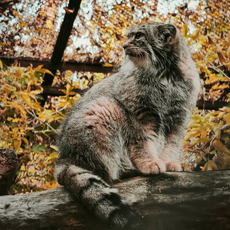 ノヴォシビルスク動物園のイヴの写真