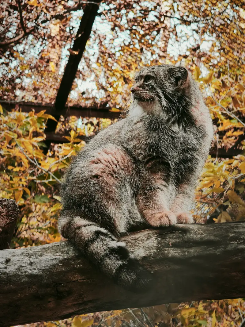 ノヴォシビルスク動物園のイヴの写真