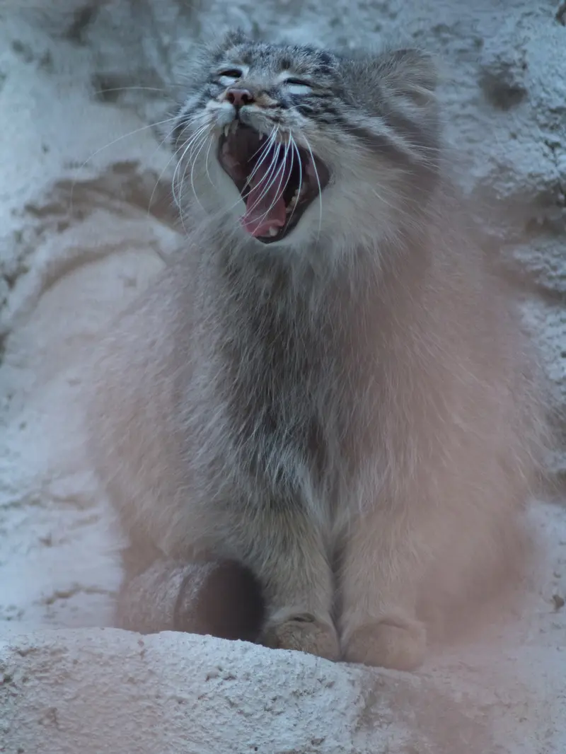 野毛山動物園のフィーガの写真