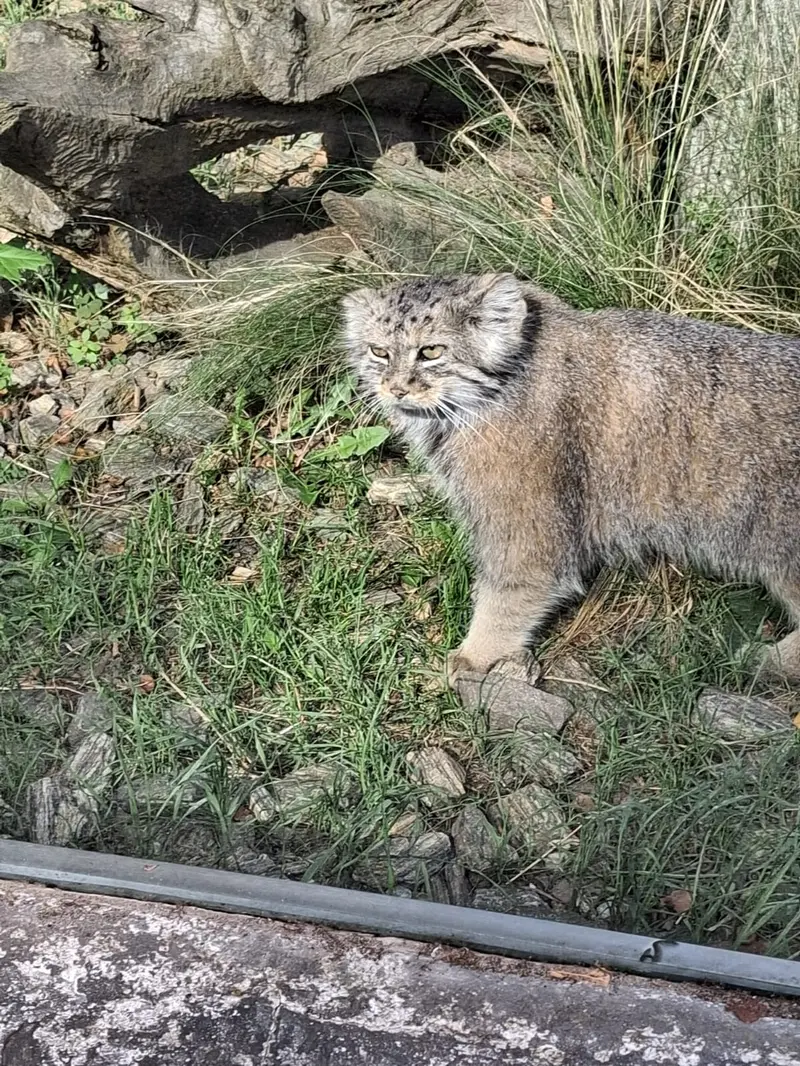 マヌルネコの写真