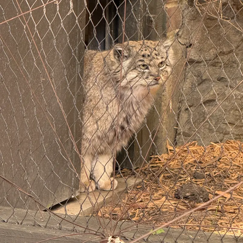 プロスペクト・パーク動物園のバトゥの写真