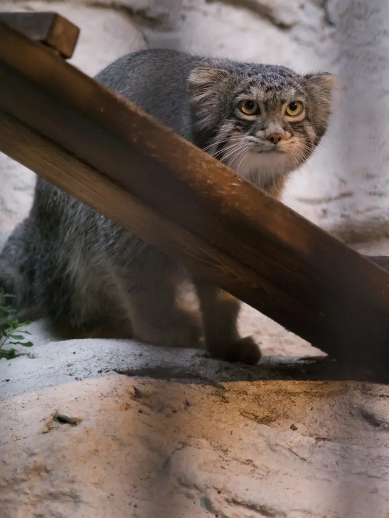 野毛山動物園のフィーガの写真