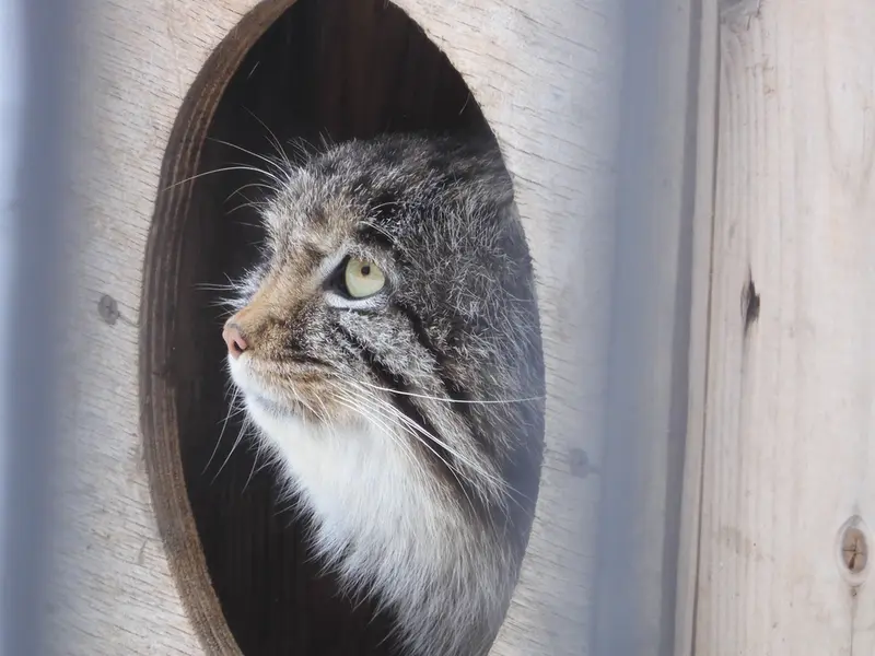 ノヴォシビルスク動物園のグレイの写真