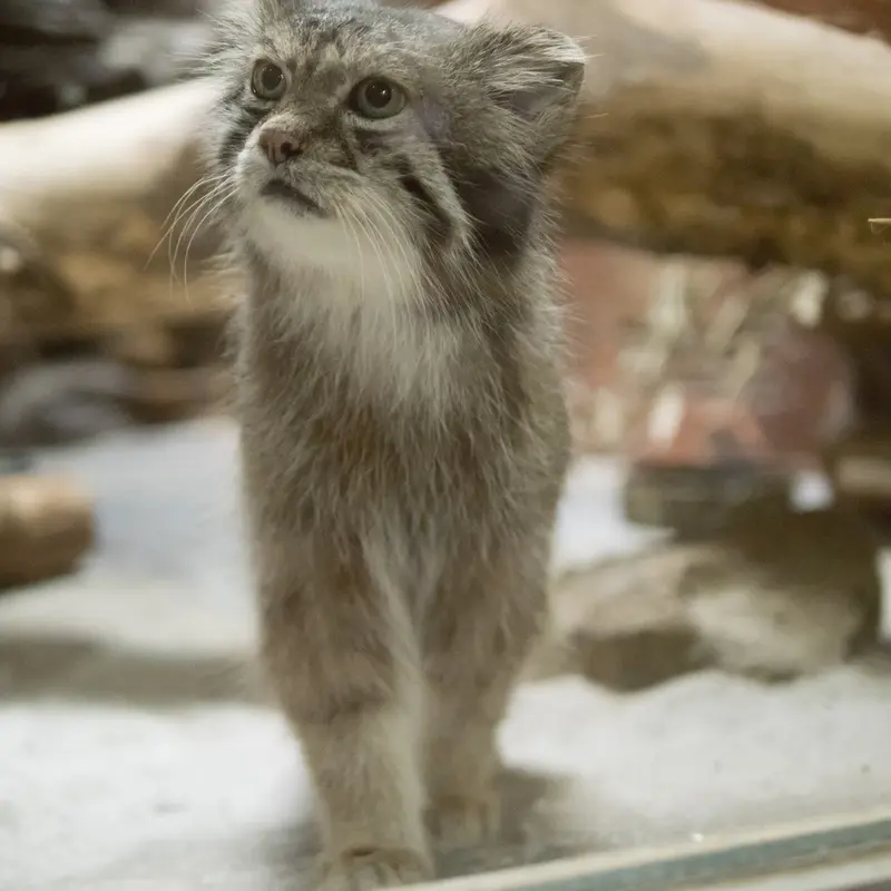 恩賜上野動物園のクリョンの写真