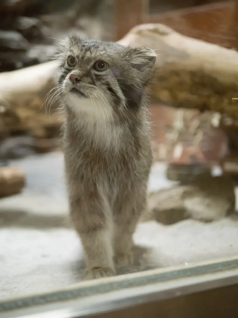 恩賜上野動物園のクリョンの写真
