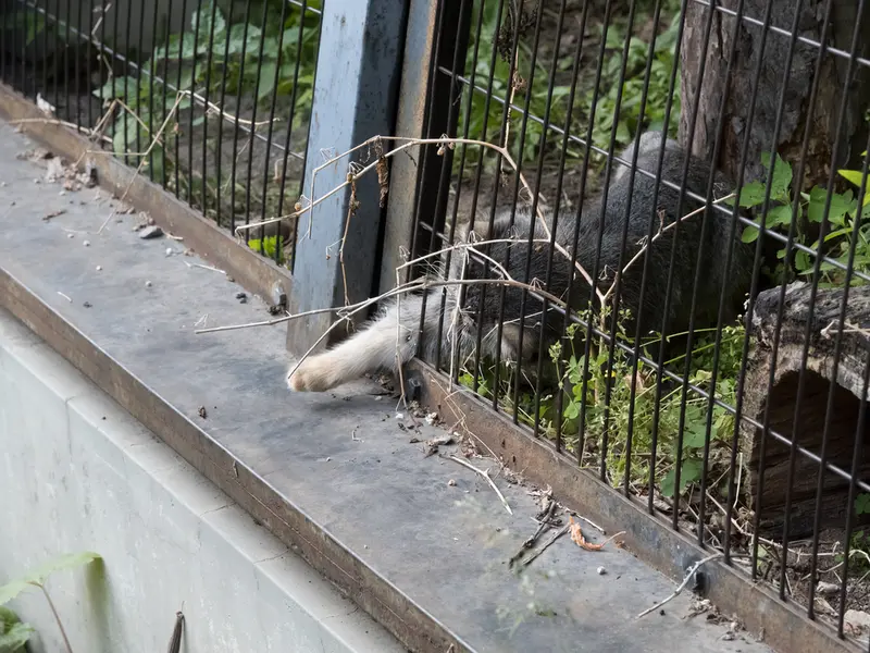 旭山動物園のヒデの写真