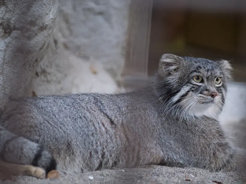 野毛山動物園のフィーガの写真
