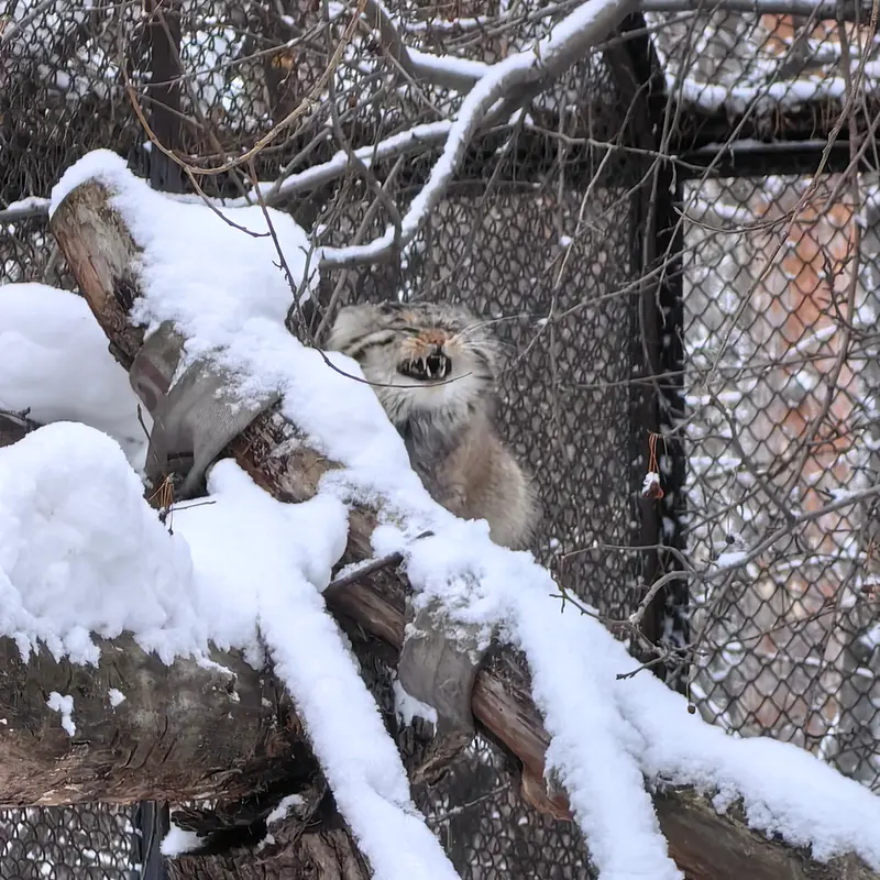 ノヴォシビルスク動物園のアチの写真