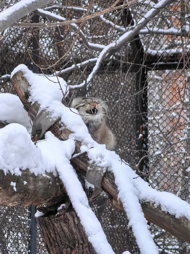 ノヴォシビルスク動物園のアチの写真