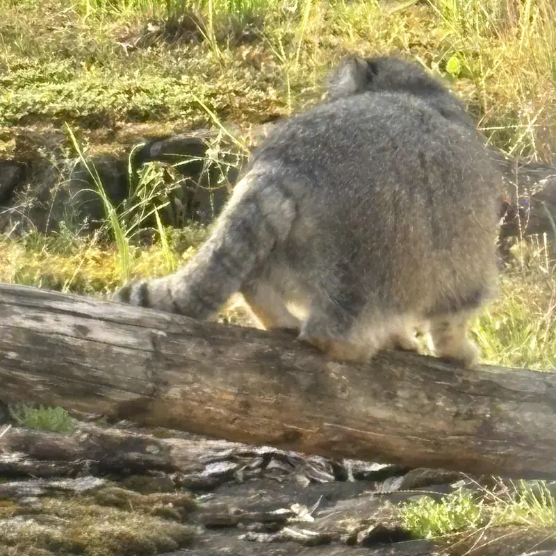 コルケアサーリ動物園のミミの写真
