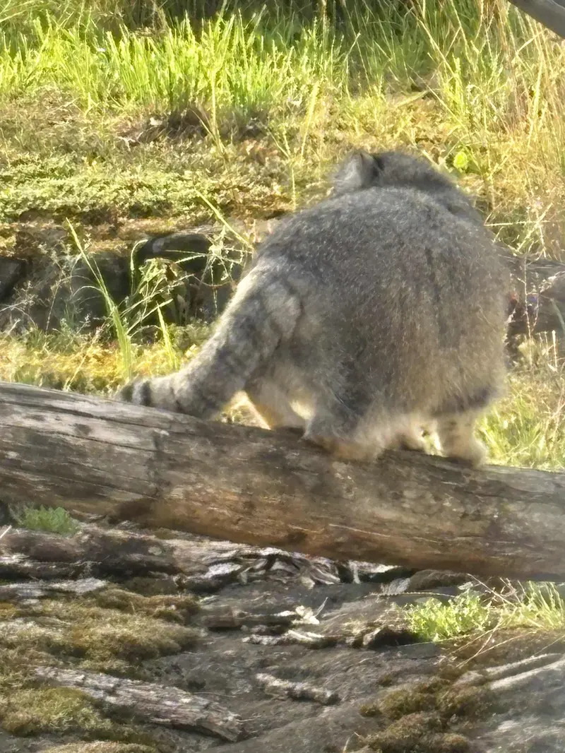 コルケアサーリ動物園のミミの写真