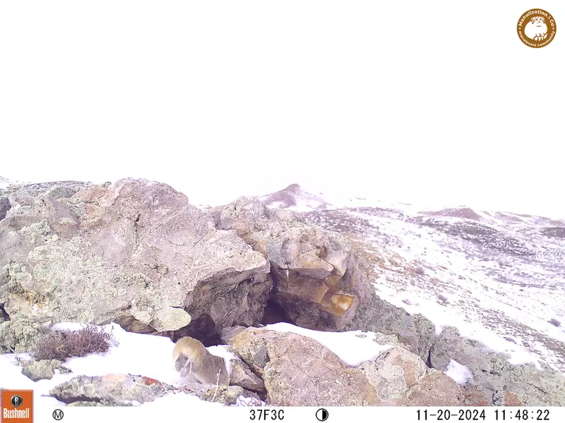 ベッショキー1カメラトラップで撮影したピカの写真