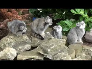 ビッグ・キャット・サンクチュアリのシヴァ、トゥーラとアドゥヴァの動画