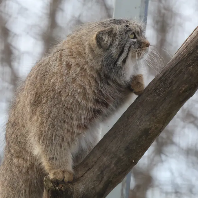 コルケアサーリ動物園のアルカスの写真