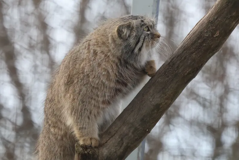 コルケアサーリ動物園のアルカスの写真