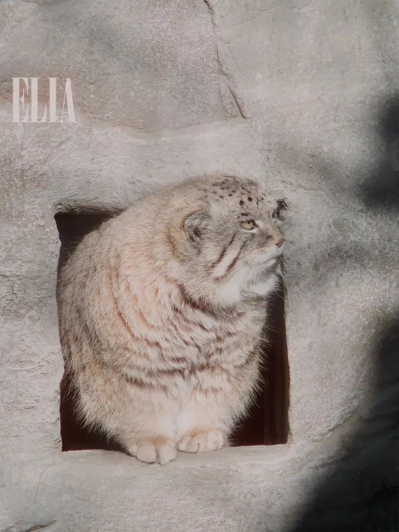カルガリー動物園 / ワイルダー研究所のオラフの写真