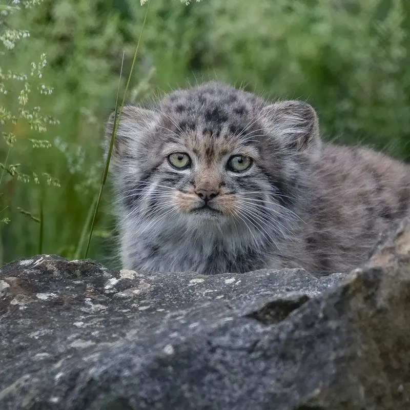 ポート・リムプネ・ワイルド・アニマル・パークのナムーの子猫 b. 2026 Ⅲの写真