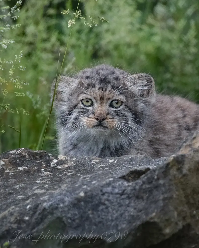 ポート・リムプネ・ワイルド・アニマル・パークのナムーの子猫 b. 2026 Ⅲの写真