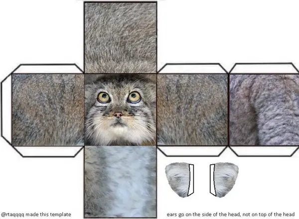マヌルネコの写真