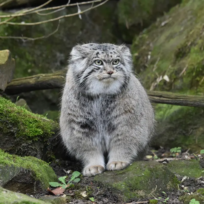 ロッテルダム動物園のノルブの写真
