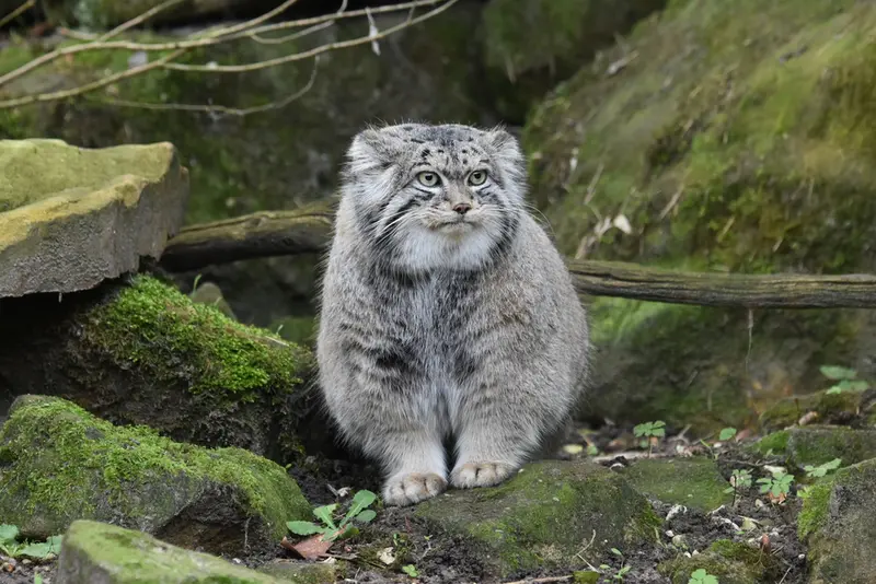 ロッテルダム動物園のノルブの写真
