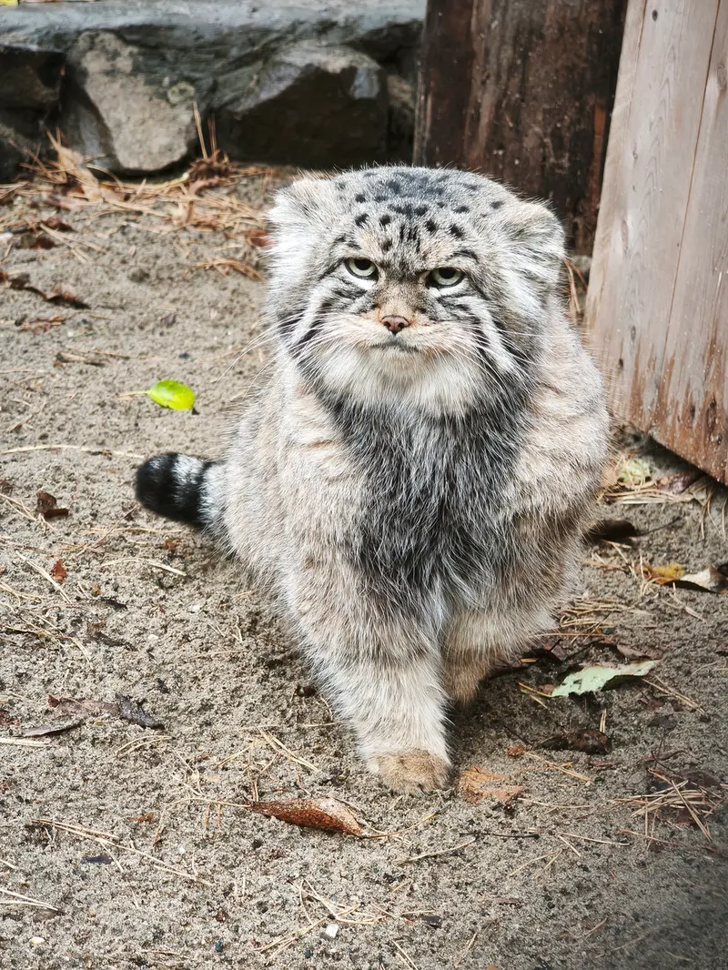 ノヴォシビルスク動物園のジョージの写真