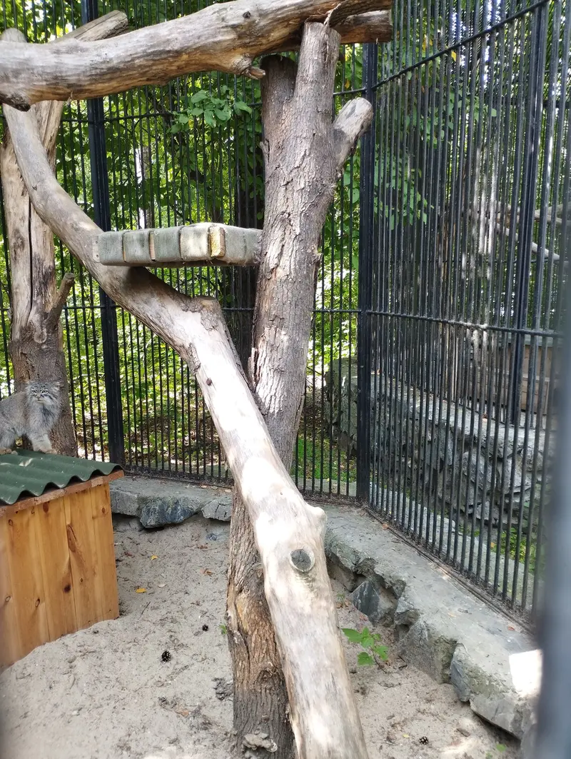ノヴォシビルスク動物園のマヌルネコの写真