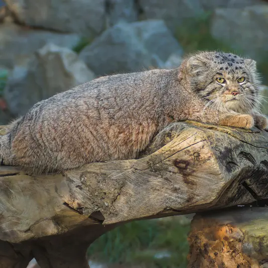 ヴロツワフ動物園のナザルの写真