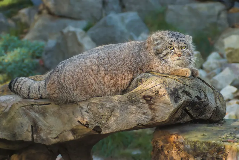 ヴロツワフ動物園のナザルの写真