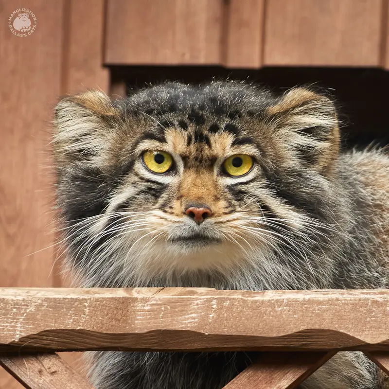 イジェフスク動物園（ウドムルト動物園）のマヌルネコのアルタイ