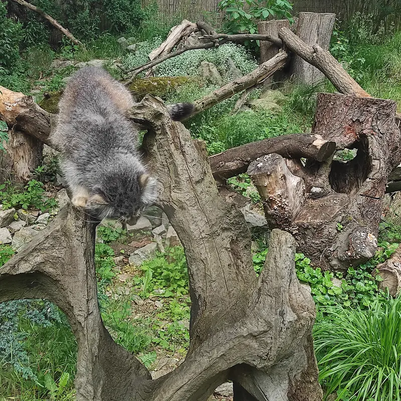 ヴロツワフ動物園のザリナの写真