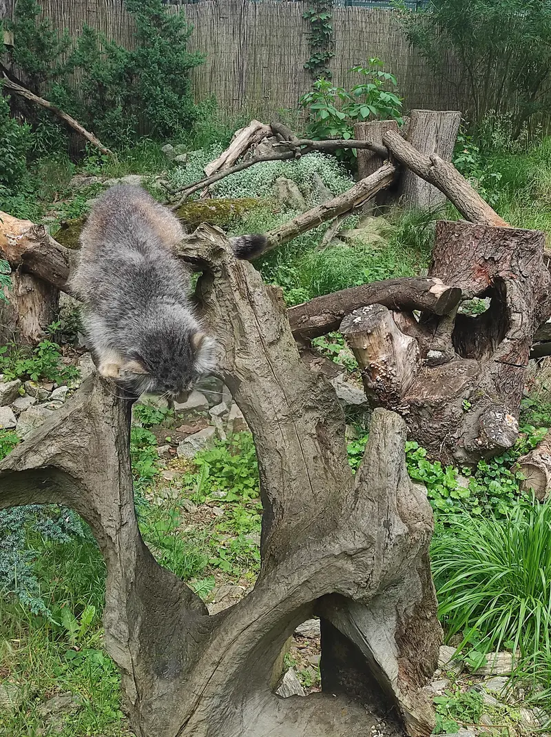 ヴロツワフ動物園のザリナの写真